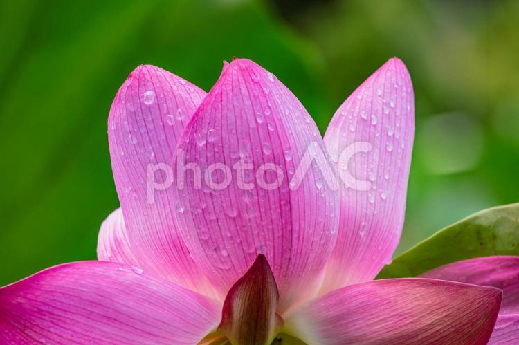 古代ハスと水滴ー75 古代ハス,蓮,ハスの花の写真素材