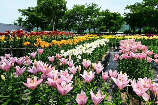 色鮮やかな満開のゆり園 色鮮やかな満開のゆり園 ゆり,百合,百合の花の写真素材