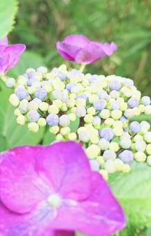 あじさいの写真