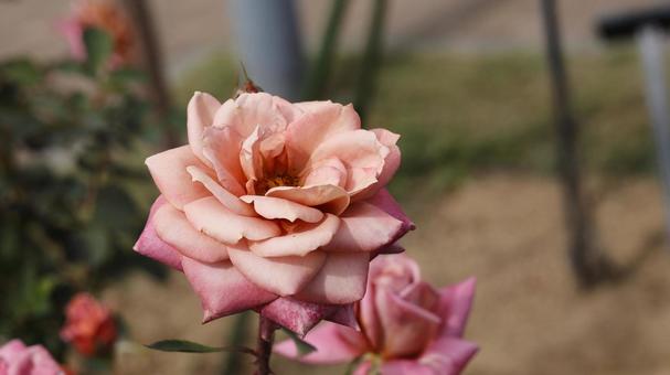 【花の写真】ばらの花 【花の写真】ばらの花 rose,植物,園芸の写真素材