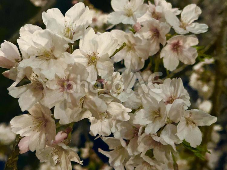 春は桜の季節♪闇夜に映える夜桜アップで 桜,夜桜,宴会の写真素材