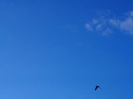 空と鳥 空と鳥の写真