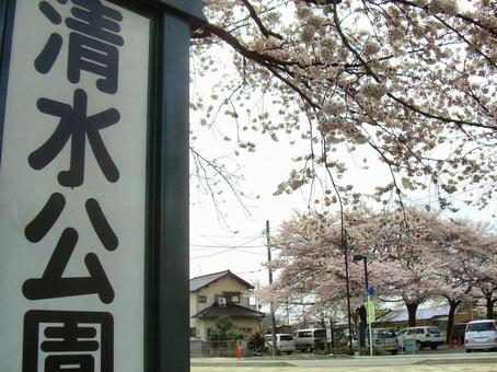清水公園の桜-4 清水公園の桜-4 清水公園,千葉県野田市,桜の木の写真素材