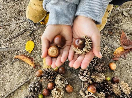 どんぐりと子供の手 どんぐりと子供の手 秋,どんぐり,子供の写真素材