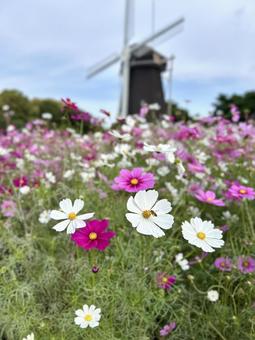 秋桜と風車 緑地公園,季節,花壇の写真素材