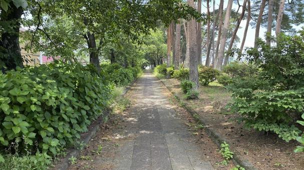 遊歩道 遊歩道の写真