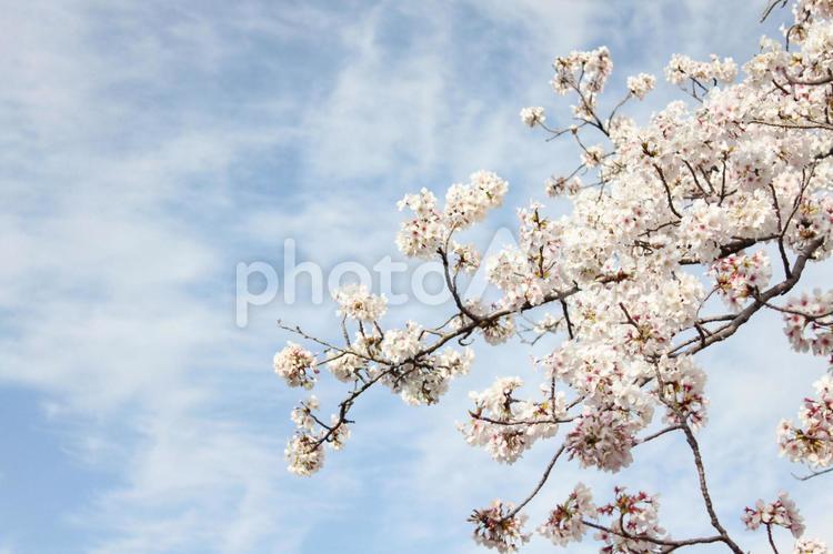 青い空と満開のソメイヨシノ（横） 桜,さくら,サクラの写真素材