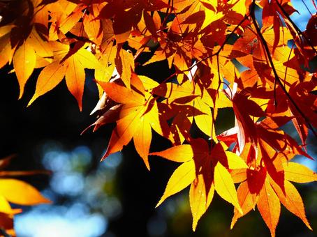 紅葉（筑波山） 紅葉,秋,10月の写真素材