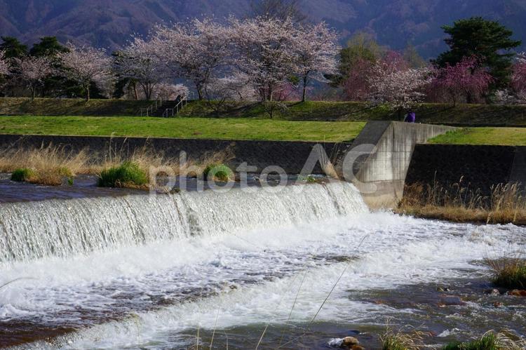 長野県須坂市　百々川春の景色 自然,川,風景の写真素材