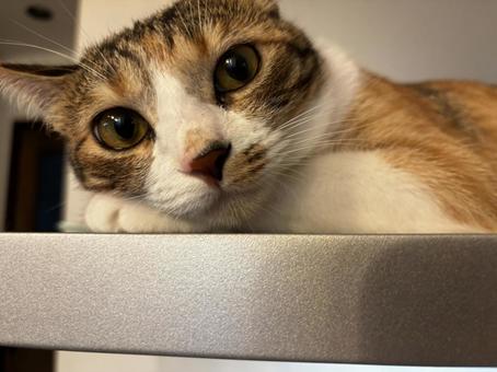 A close-up of a calico cat on a ventilation fan, JPG