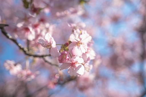 Photo, kawazuzakura, cherry blossoms, spring, 