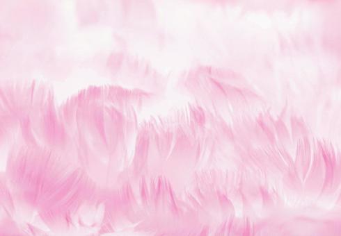 Photo, feathers, pink, soft, 