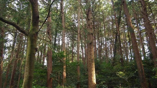 杉林と光（花粉の季節） 杉,杉林,人工林の写真素材