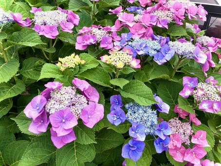 鮮やかに咲き誇る紫陽花 鮮やか,紫陽花,6月の写真素材