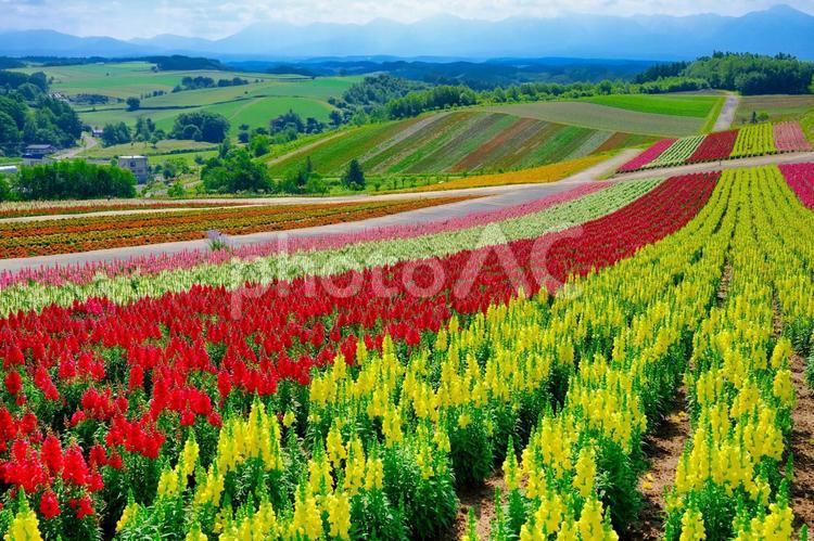 北海道の花畑 花畑,ガーデン,花の写真素材