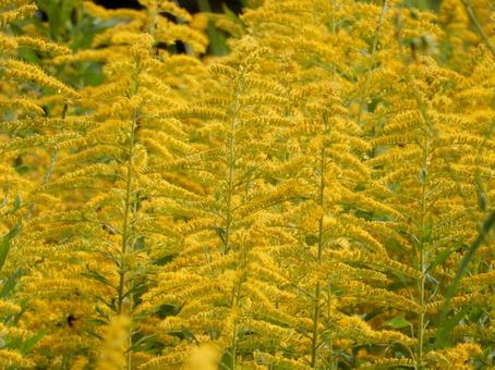 【花の写真】セイタカアワダチソウ セイタカアワダチソウ,背高泡立草,黄色の写真素材