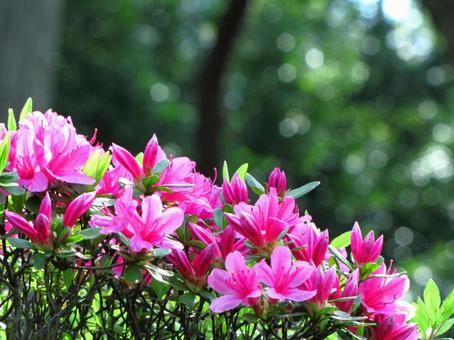 激情之花盛開 激情之花盛開