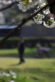 桜の花 桜の花の写真