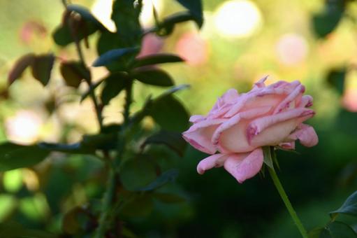 秋の花:バラ 秋の花:バラの写真