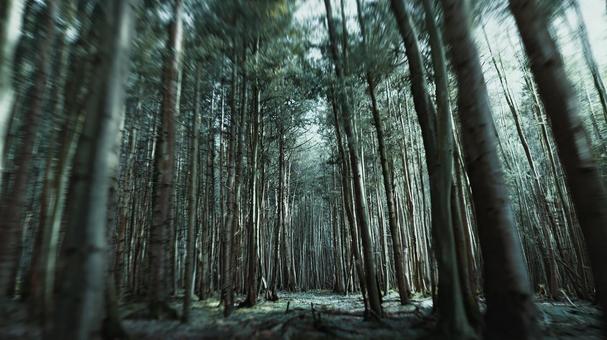 大自然の息吹:高くそびえる木々の下 大自然の息吹:高くそびえる木々の下の写真