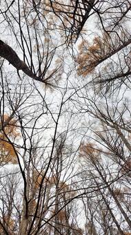 林 林,登山,秋の写真素材