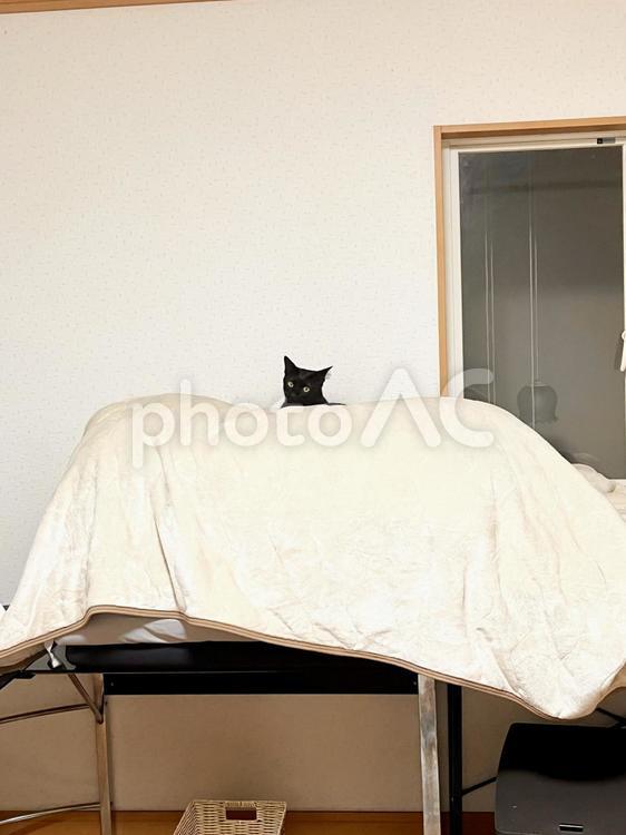 ちょこんと顔だしロンちゃん ねこ,黒猫,保護ねこの写真素材