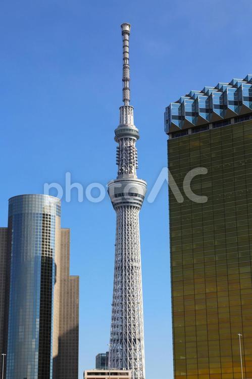 吾妻橋から見た東京スカイツリー1(浅草) 東京スカイツリー,電波塔,スカイツリーの写真素材
