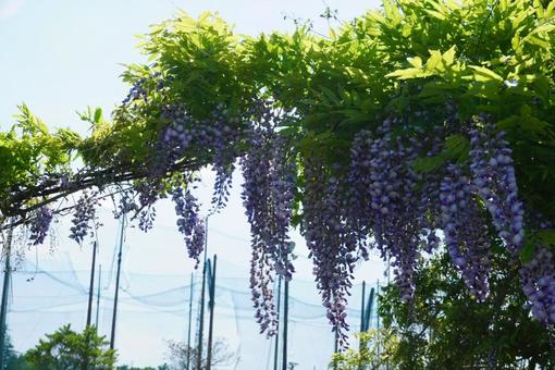 Wisteria flower, JPG