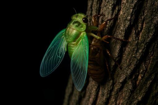 セミの羽化瞬間 セミの羽化瞬間の写真