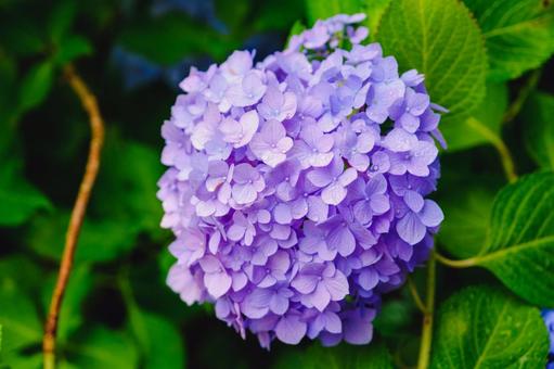 紫陽花 紫陽花の写真