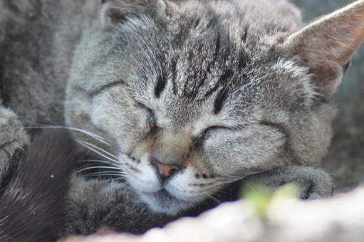 ねこ ねこの写真