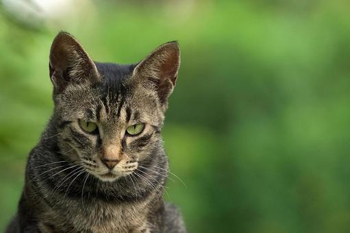 野良猫の顔 野良猫の顔の写真