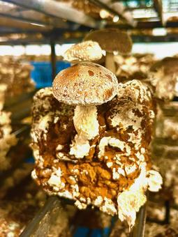 Shiitake mushroom log cultivation stock photo 3, JPG