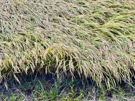 稲 稲,米,田んぼの写真素材