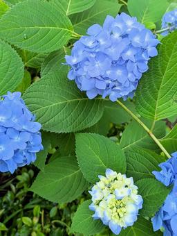 紫陽花 紫陽花 紫陽花,花,花木の写真素材