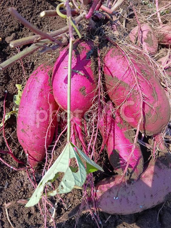 掘りたてサツマイモ さつまいも,芋掘り,収穫の写真素材