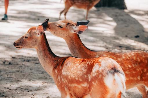 あなたの耳少し汚れていますね 鹿,動物,哺乳類の写真素材