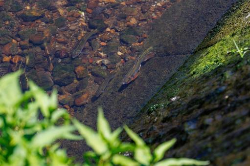 A small fish called a oikawa swimming in a clear river, JPG A small fish called a oikawa swimming in a clear river, JPG