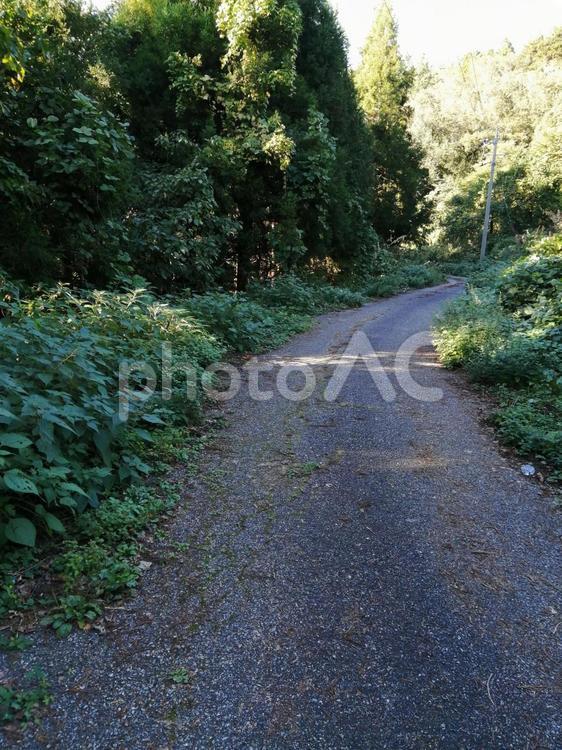 門前の林道　能登半島 門前の林道,林道,能登半島の写真素材