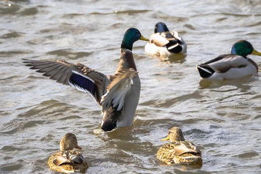 マガモ(33) 鳥,マガモ,カモの写真素材