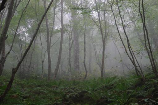 【一ノ倉沢】もやのかかった幻想的なブナ林の写真
