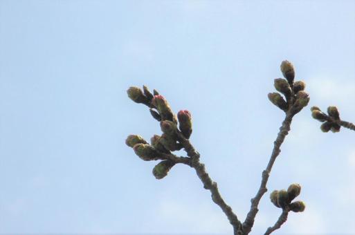 ソメイヨシノの蕾 ソメイヨシノの蕾の写真