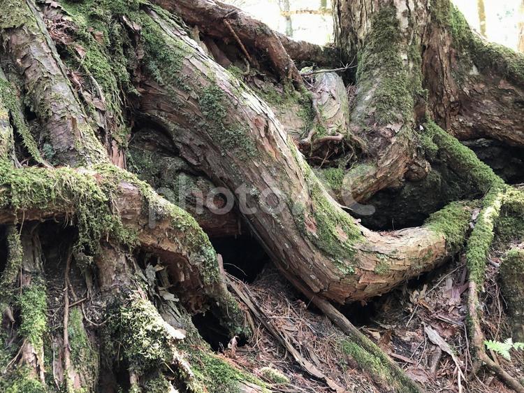 樹海の木の根3 根っこ,生命,うねりの写真素材
