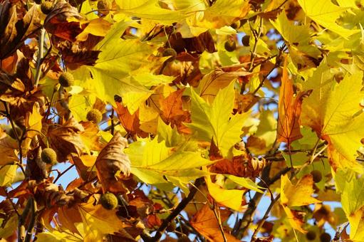 黄葉した木の葉 黄葉,秋,葉の写真素材