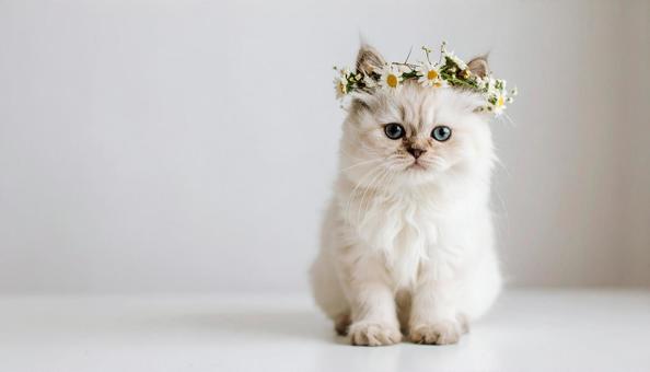 可愛い子猫の写真