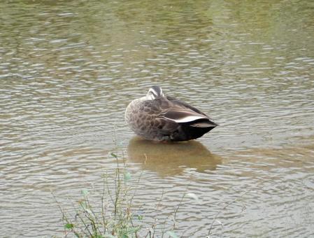 【鳥の写真】カルガモ（軽鴨 カルガモ,軽鴨,生き物の写真素材