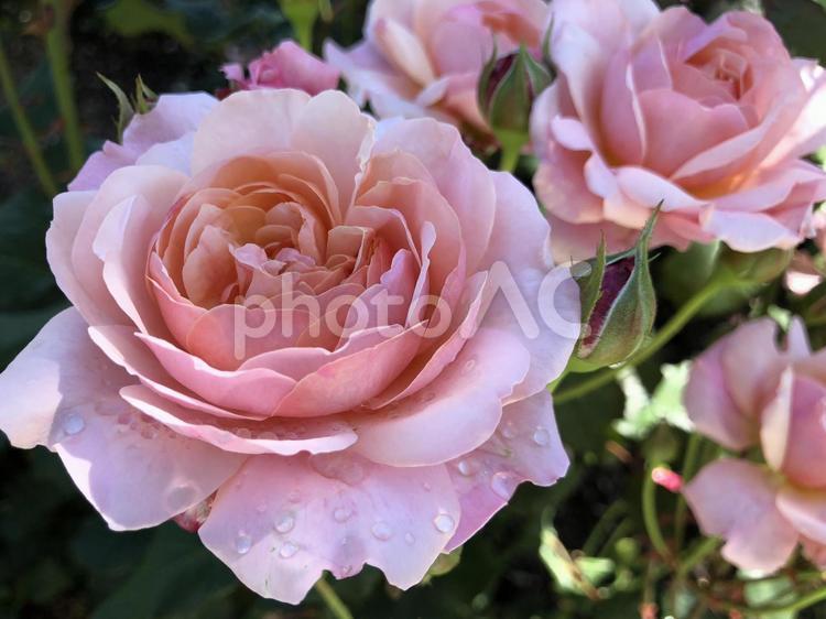 ピンク色の薔薇 バラ,ばら,薔薇の写真素材