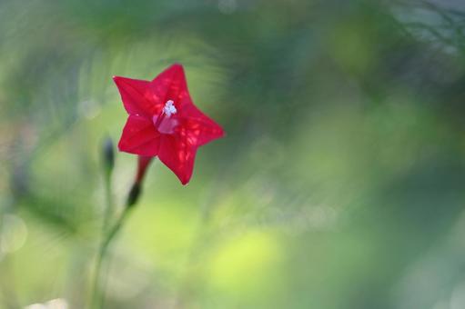 ルコウソウ ルコウソウ ルコウソウ,花,赤の写真素材