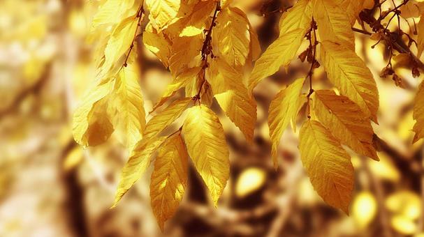 落ち着いた色合いの紅葉 落ち着いた色合いの紅葉の写真