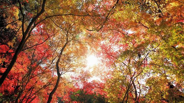 湖東三山 金剛輪寺紅葉と秋の陽射し 湖東三山 金剛輪寺紅葉と秋の陽射し 紅葉,秋,金剛輪寺の写真素材